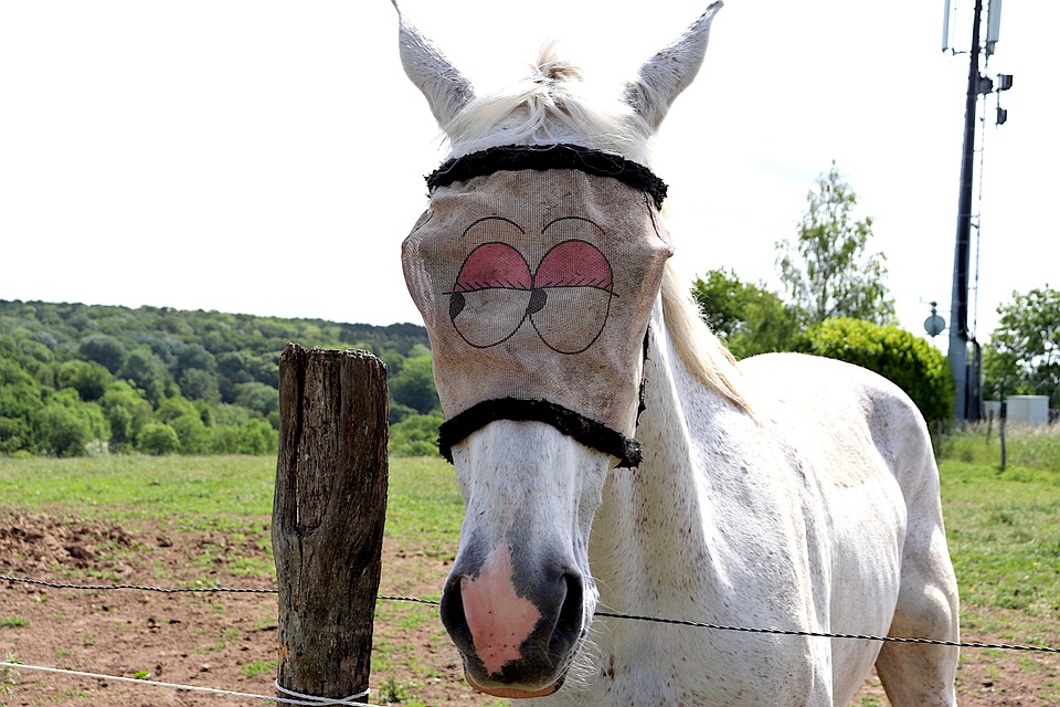 horse-5214963_960_720
